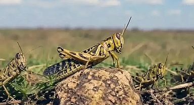Tarım ve Orman Bakanlığından